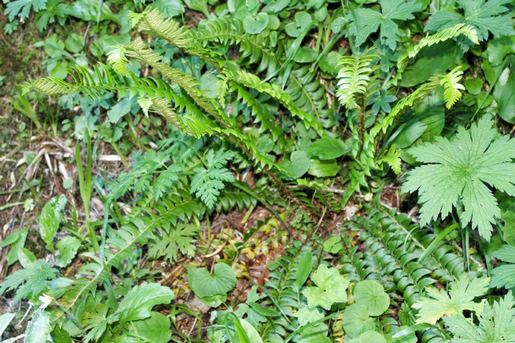 Polystichum lonchitis / Felce lonchite